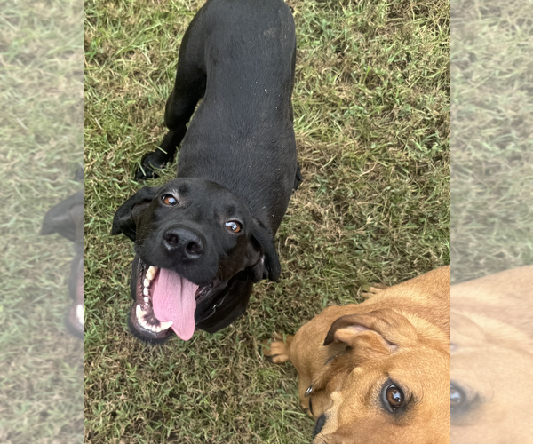 Medium Photo #4 Coonhound-Unknown Mix Puppy For Sale in Decatur, GA, USA