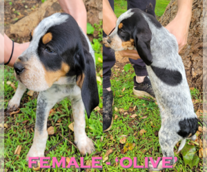 Bluetick Coonhound Puppy for sale in ASHEBORO, NC, USA