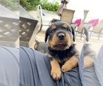 Small #16 Rottweiler