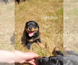 Rottweiler Puppy for sale in OLYMPIA, WA, USA