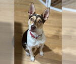 Small #2 Rat Terrier Mix
