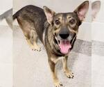 Small #1 German Shepherd Dog Mix