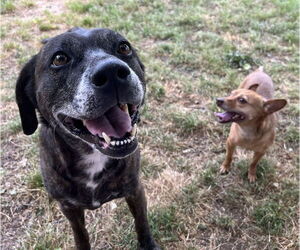 Sheba  [bonded to Bambi] - Female Mutt Dog for Adoption - Photo #4
