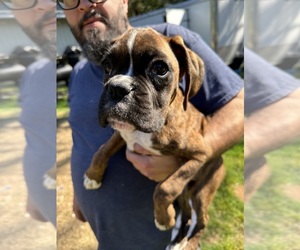 Boxer Puppy for sale in GIG HARBOR, WA, USA