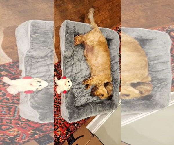 Medium Photo #3 Dachshund Puppy For Sale in Fruitland, SC, USA
