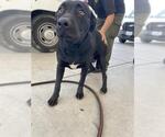 Small Labrador Retriever