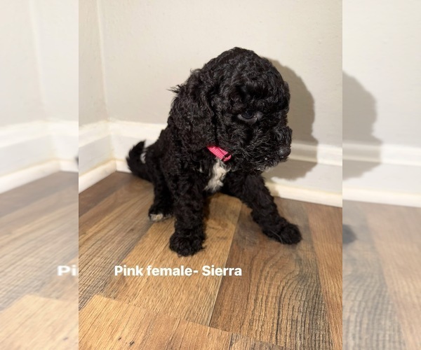 Medium Photo #4 Goldendoodle mix (+ Poodle Standard) Puppy For Sale in WEAVER, AL, USA