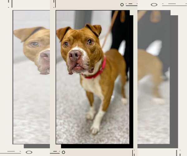 Medium Photo #4 Boxer-Unknown Mix Puppy For Sale in columbia, SC, USA