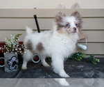 Puppy Ivy Pomeranian