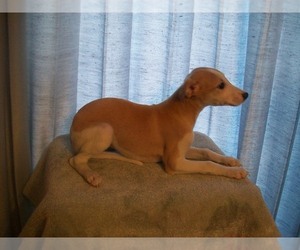 Whippet Puppy for sale in OWASSO, OK, USA
