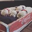 Small Photo #10 Labrador Retriever Puppy For Sale in LUBBOCK, TX, USA