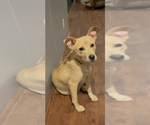 Small #3 American Staffordshire Terrier Mix