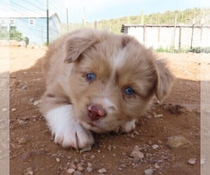 Medium Miniature Australian Shepherd