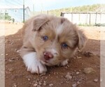 Puppy RMF 2 Miniature Australian Shepherd