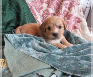 Cavalier King Charles Spaniel Puppy for sale in LE MARS, IA, USA