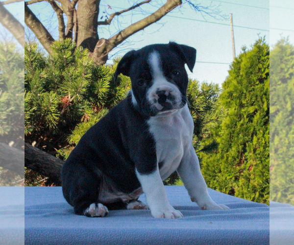 Medium Photo #4 Boston Terrier Puppy For Sale in GAP, PA, USA