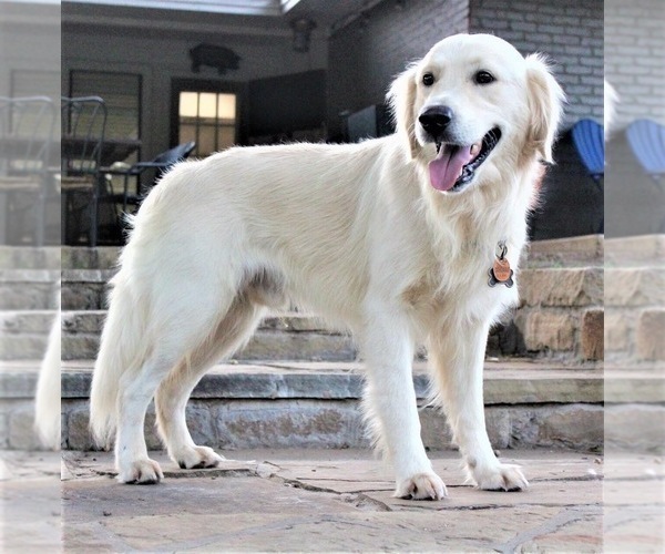Medium Photo #1 Goldendoodle Puppy For Sale in ABILENE, TX, USA