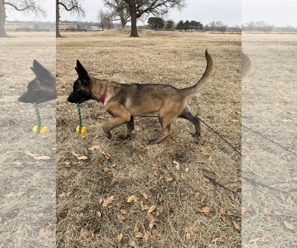 Medium Photo #17 Mutt Puppy For Sale in Gretna, NE, USA