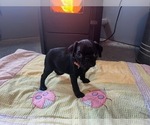 Small Photo #2 Pug Puppy For Sale in EL DORADO, KS, USA