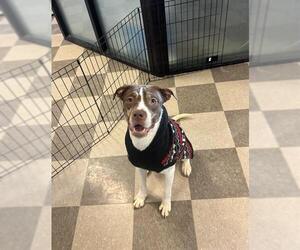 American Bulldog Dogs for adoption in Toronto, Ontario, Canada