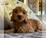 Puppy 5 Goldendoodle (Miniature)