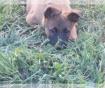 Small Photo #2 Belgian Malinois Puppy For Sale in CHESNEE, SC, USA