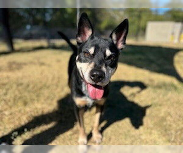 Medium Photo #2 Mutt Puppy For Sale in Temple, TX, USA