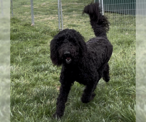 Goldendoodle Dogs for adoption in Sistersville, WV, USA