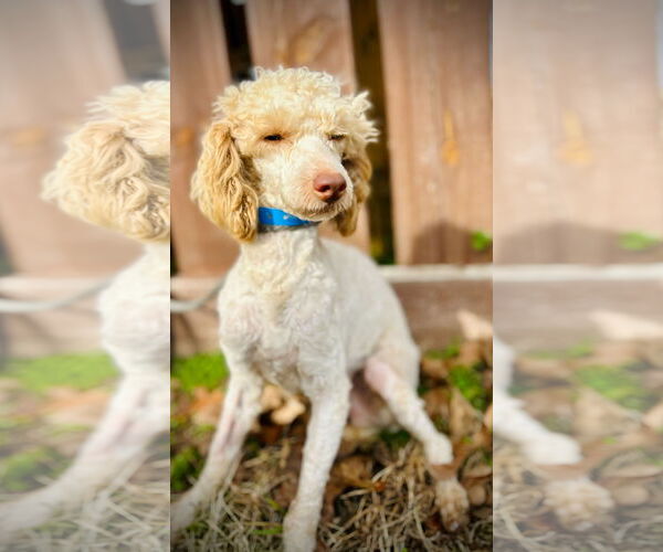 Medium Photo #2 Poodle (Toy) Puppy For Sale in Pacolet, SC, USA