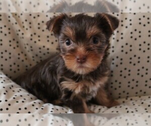 Yorkshire Terrier Puppy for sale in CARROLLTON, KY, USA