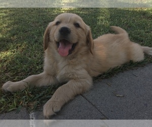 Golden Retriever Puppy for sale in SANTA ANA, CA, USA