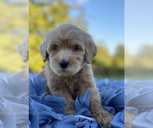 Goldendoodle Puppy for sale in KISSIMMEE, FL, USA