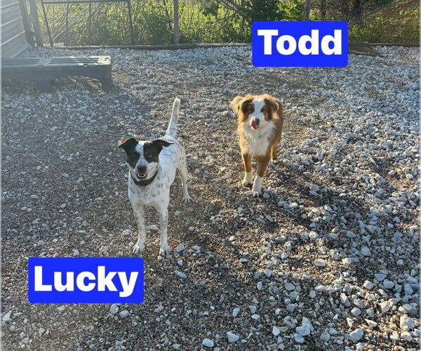 Medium Photo #4 Australian Shepherd Puppy For Sale in Foristell, MO, USA