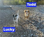 Small #3 Australian Shepherd