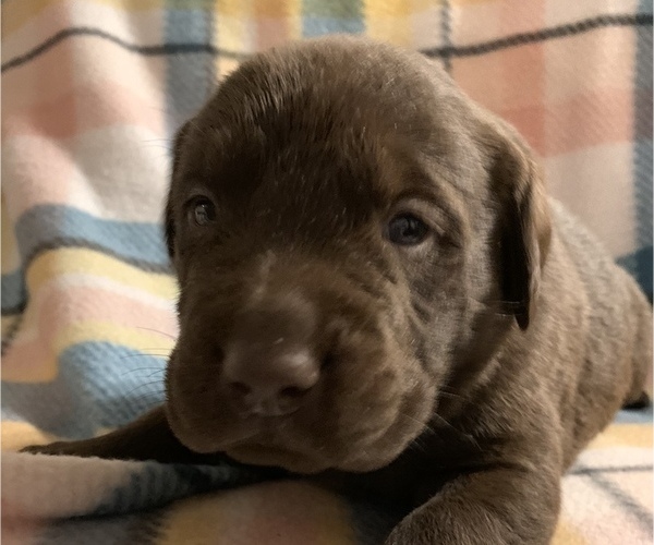 Medium Photo #1 Labrador Retriever Puppy For Sale in SPOTSYLVANIA, VA, USA