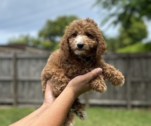 Goldendoodle (Miniature) Puppy for sale in MIAMI, FL, USA