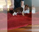 Small Photo #34 Beagle Puppy For Sale in BOWLING GREEN, MO, USA
