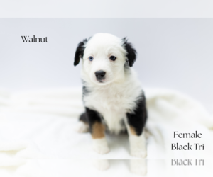 Miniature Australian Shepherd Puppy for sale in WOOSTER, OH, USA