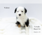 Image preview for Ad Listing. Nickname: Walnut