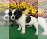 Image preview for Ad Listing. Nickname: Shih Tzu X