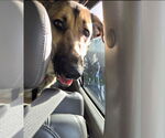 Small #11 German Shepherd Dog
