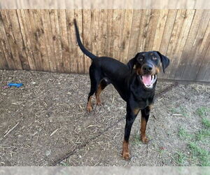 Doberman Pinscher-Unknown Mix Dogs for adoption in Plano, TX, USA