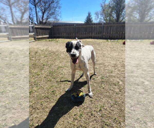 Medium Photo #8 Mutt Puppy For Sale in Great Bend, KS, USA