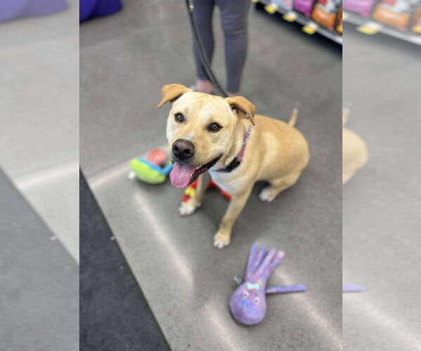 Medium Photo #1 Labrador Retriever-Unknown Mix Puppy For Sale in Minneapolis, MN, USA