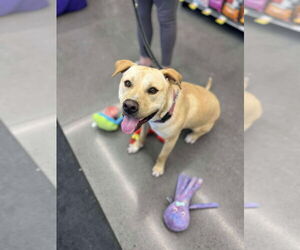 Labrador Retriever-Unknown Mix Dogs for adoption in Minneapolis, MN, USA