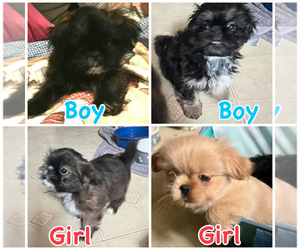 Pekingese-Poodle (Toy) Mix Puppy for sale in ROY, WA, USA