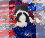 Small #2 Australian Shepherd
