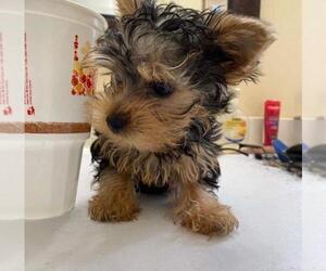 Yorkie Russell Puppy for sale in NEW YORK, NY, USA