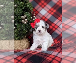 Poodle (Toy) Puppy for sale in LINCOLN UNIVERSITY, PA, USA