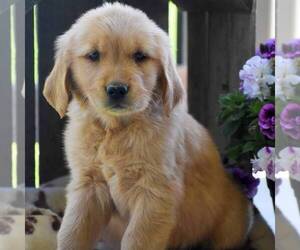 Golden Retriever Puppy for sale in PARADISE, PA, USA